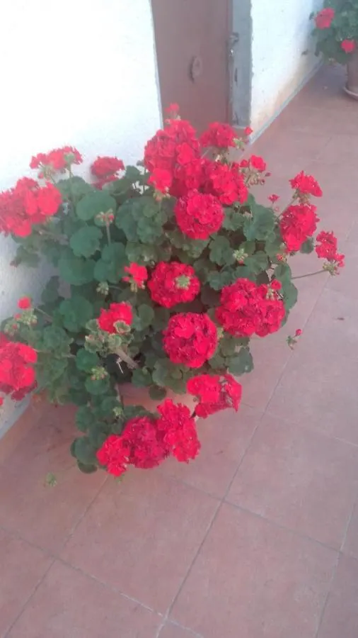 Apartment Vilma Porec Croatia